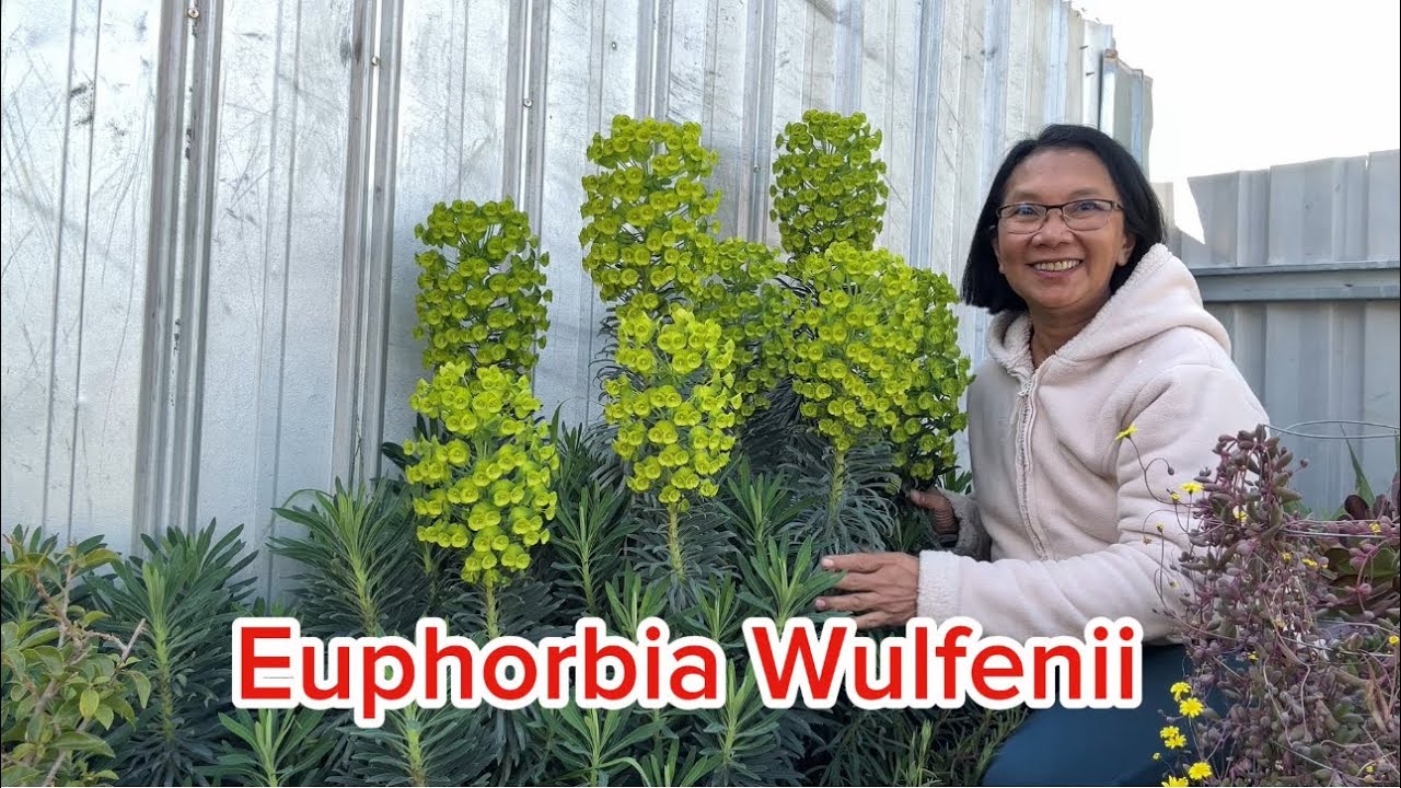 Euphorbia Wulfenii 