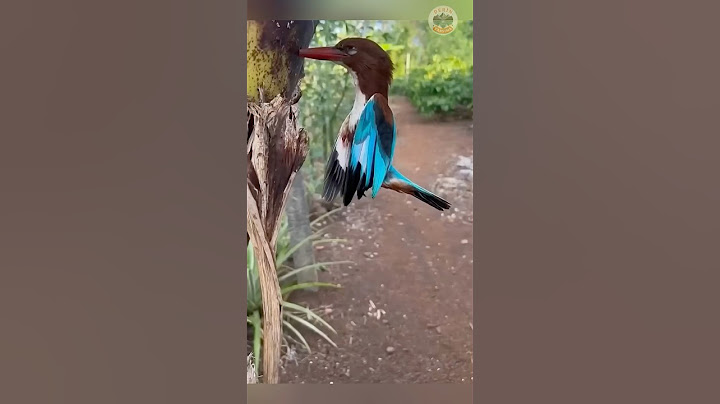 Yalıçapkını Neden Dalarken Çarpar? 🐦💥🌳😧