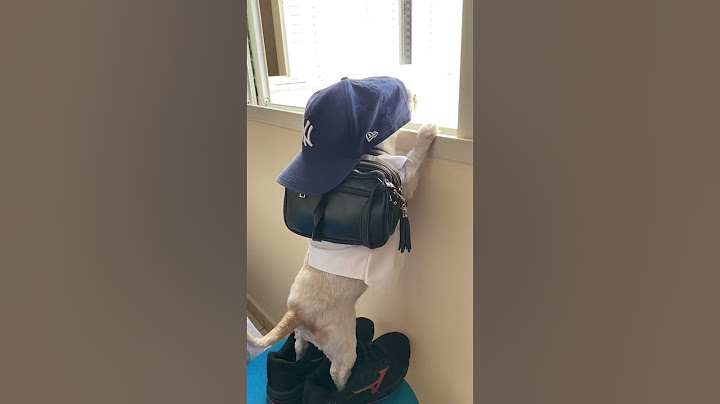 cachorro pronto para ir para a escola de van