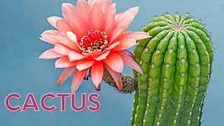 Watch these stunning cacti gardens