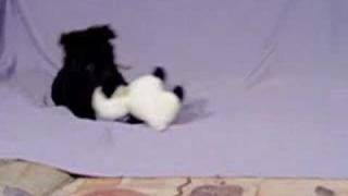 6 weeks old mudi puppies and a lamb by Birkabosszanto 1,361 views 15 years ago 4 minutes, 31 seconds