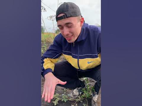 Как правильно вырастить Арбуз в домашних условиях! - YouTube