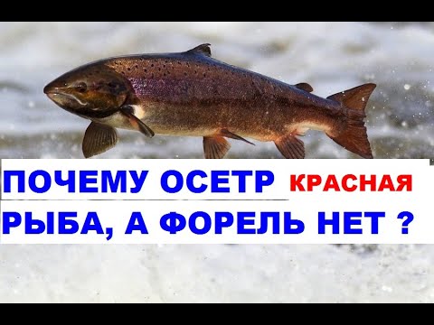 ПОЧЕМУ ОСЕТР КРАСНАЯ РЫБА, А ФОРЕЛЬ НЕТ