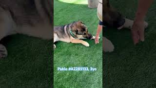 PABLO URGENT This guy absolutely loves people wants to hang out w them not be in a kennel