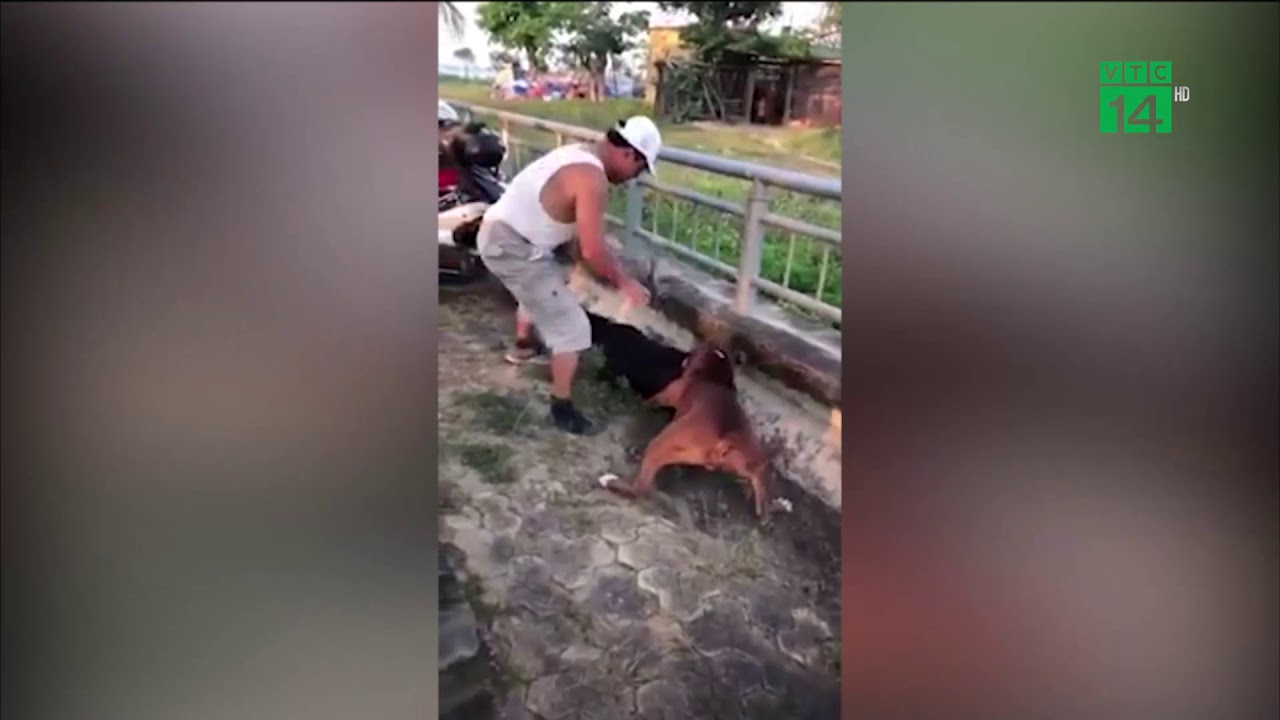 Kinh hoàng cảnh chó pitbull hung dữ cắn chết dê trên đường  VTC14