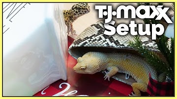 I built a leopard gecko enclosure with TJ Maxx products