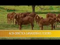 Alta Genetica Ganderia el Tesoro - TvAgro por Juan Gonzalo Angel Restrepo