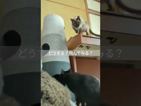 猫はどうする？