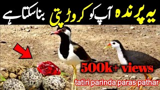 tatiri parinda ke eggs or paras pathar ka raaz | crorepati kaise bane screenshot 2