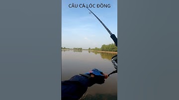CÂU CÁ LÓC ĐỒNG PHẦN 8 #shorts #caucaloc #5râuđivàcâu #recaloc #fishing