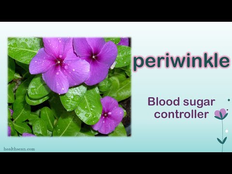 Video: Pink periwinkle: description, care, medicinal properties, photo