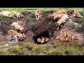 What Warthog Had To Do To Escape The Lions&#39; Hunt| Survival Battle| The Harsh Life of Animal World