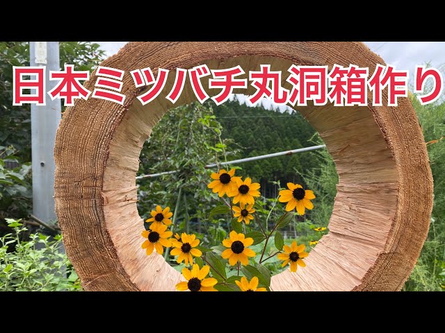 丸太の巣箱 楽天市場】【屋外木製巣箱飼育ボックス】鳥の巣箱 鳥 小鳥 巣