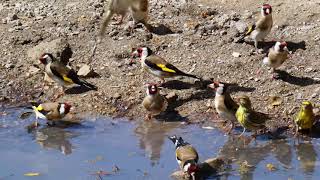 Bebedero de pájaros en Monegros Imágenes nuevas de ayer En 4K