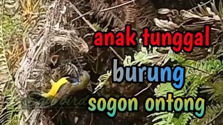 memantau perkembangan anak tunggal burung sogon di alam liar#sarangburung