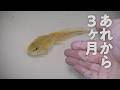 捕まえた白いオタマジャクシのその後...