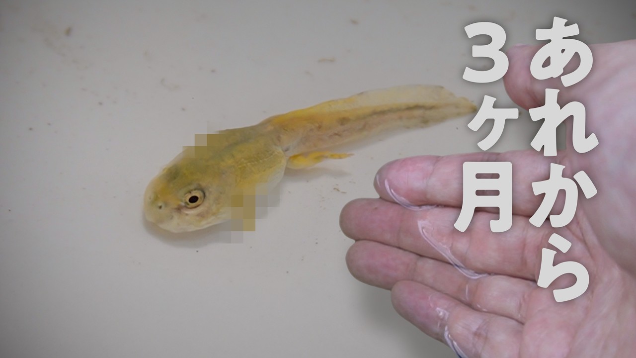 捕まえた白いオタマジャクシのその後...
