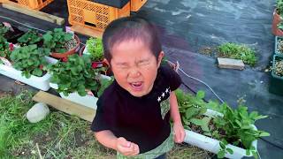 動画で家庭菜園『イチゴ栽培⑤（イチゴ雑談…春、品種比較編）赤花のローズベリーレッドからジャンボ、ドルチェベリー、あまごごち、よつぼしetc (*'▽')』2019.5.28