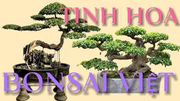 Chiêm Ngưỡng Tinh Hoa Bonsai Việt Nam – Những Tác Phẩm Nghệ Thuật Độc Đáo#Cây cảnh Việt Nam