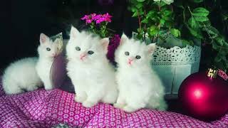 Two white Cute Cats