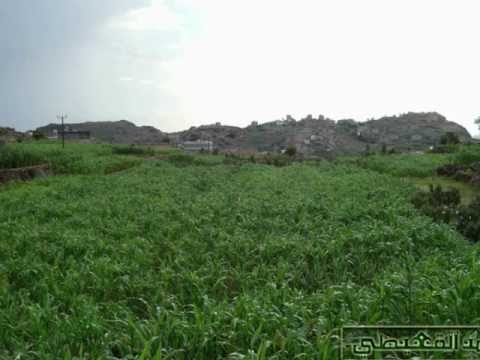 قال السناني ذي بدع وتوكل نادي يافع