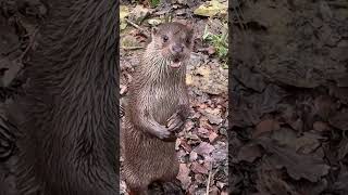 Otter and Trainer Have Pep Talk before a Show
