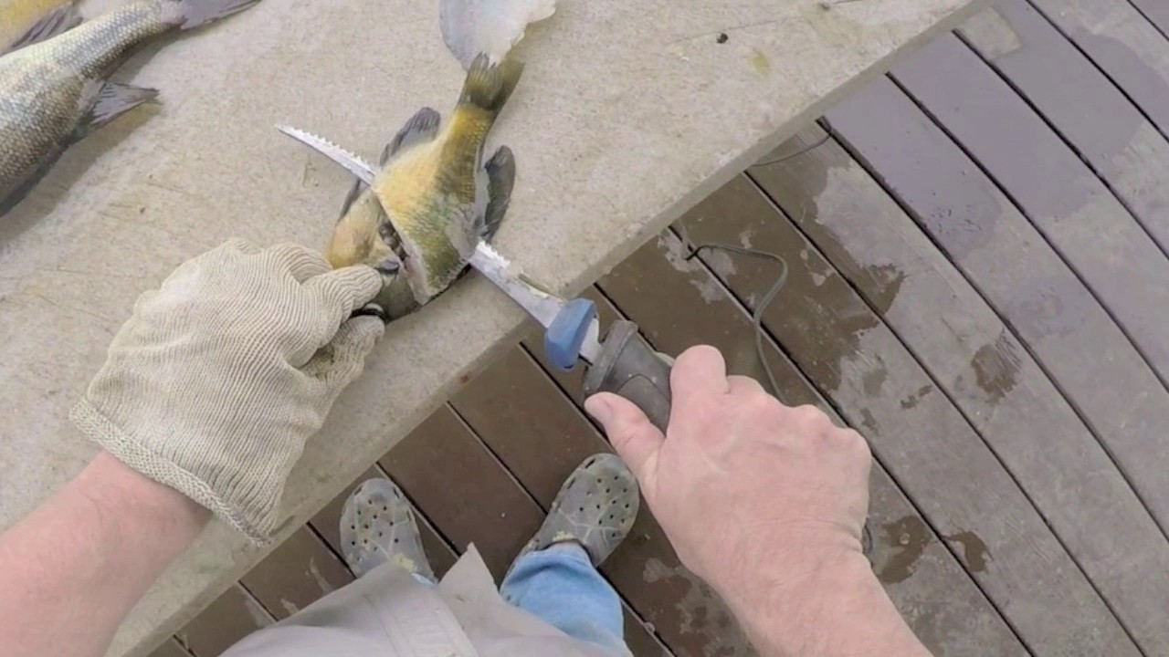 How to fillet a bream - YouTube