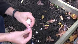 How to Grow Garlic In Spring or Fall - Complete Growing Guide | MIgardener