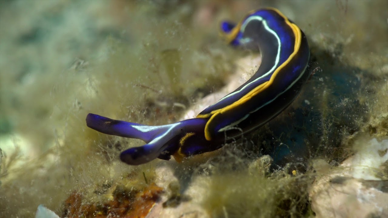 Thuridille de hope - Thuridilla hopei - Palavas - Frontignan (France)