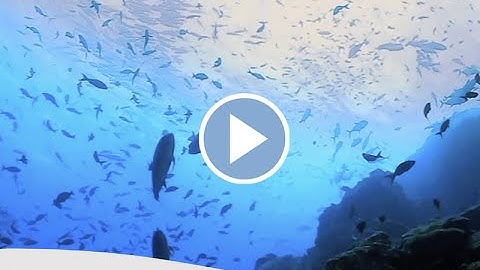 IMO’s global action to protect marine biodiversity