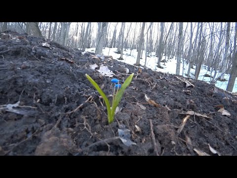 Бейне: Шрапнель - бұл не? Шрапнель қалай көрінеді?