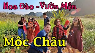 Đi Mộc Châu Mua Đào Tết, Thăm Vườn Mận (2020) I Dzung Viet Vlog