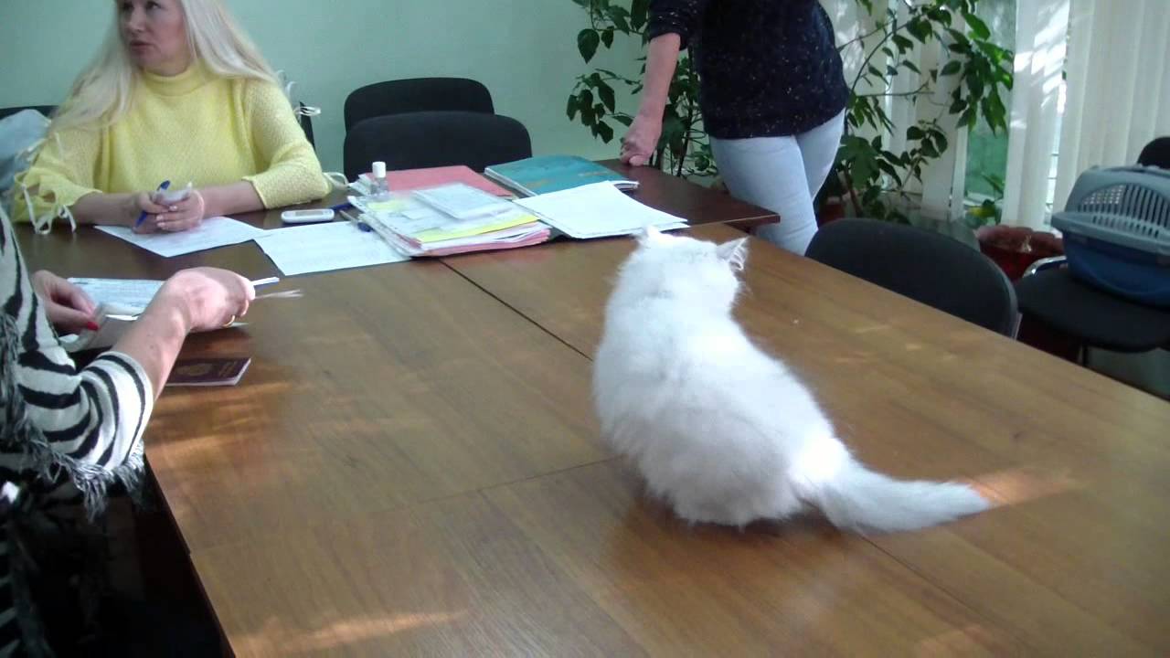 котенок сон Габриэль Мирада Дель Мар - персидская шиншилла