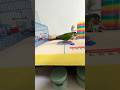 Bird Training:smart lovebird parrot l smart little cute parrot #training#smartparrot#cute