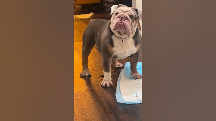 Dog Throws Temper Tantrum Over Wanting Dinner #Dinner #DOG #dogs
