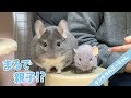 はじめてチンチラのぬいぐるみを見たぷーちゃんの反応が可愛すぎたｗ