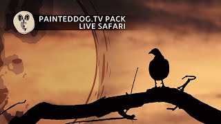 LIVE Safari Sponsored by the Painteddog.tv Pack | 20 May 2024