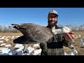 I Shot a RARE HYBRID Goose!!! Once in a LIFETIME Bird!!