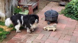 Tiny Havanese and Giant Newfoundland by tparbs 277 views 10 months ago 42 seconds