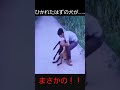 【道端でひかれたはずの犬が…！！】#shorts #subtitle#official髭男dism #おもしろ動画