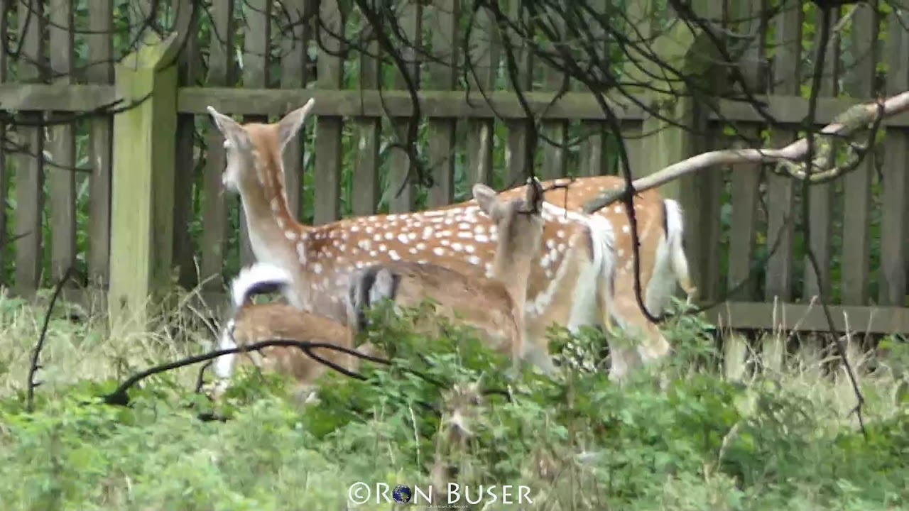 Wat ruist er door het struikgewas YouTube Wat ruist er door het struikgewas YouTube