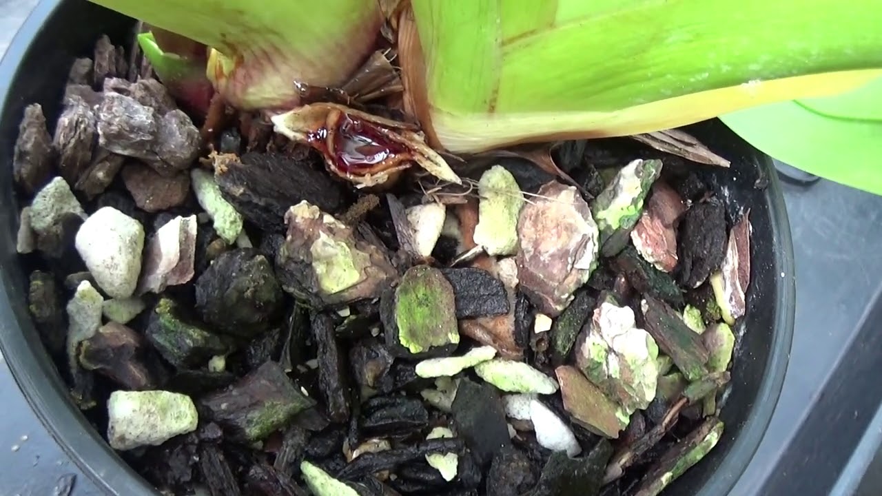 Phrag cleaning and the bleach treatment.