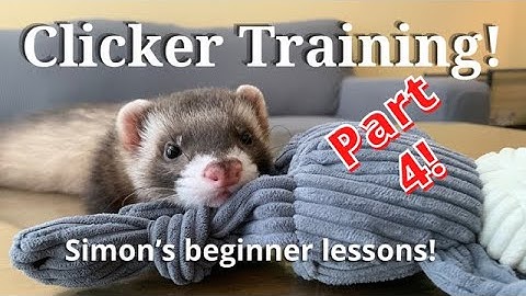 How to clicker train your ferret part 4(of 4):Removing the clicker/luring during the behavior!