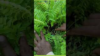 fern plant
