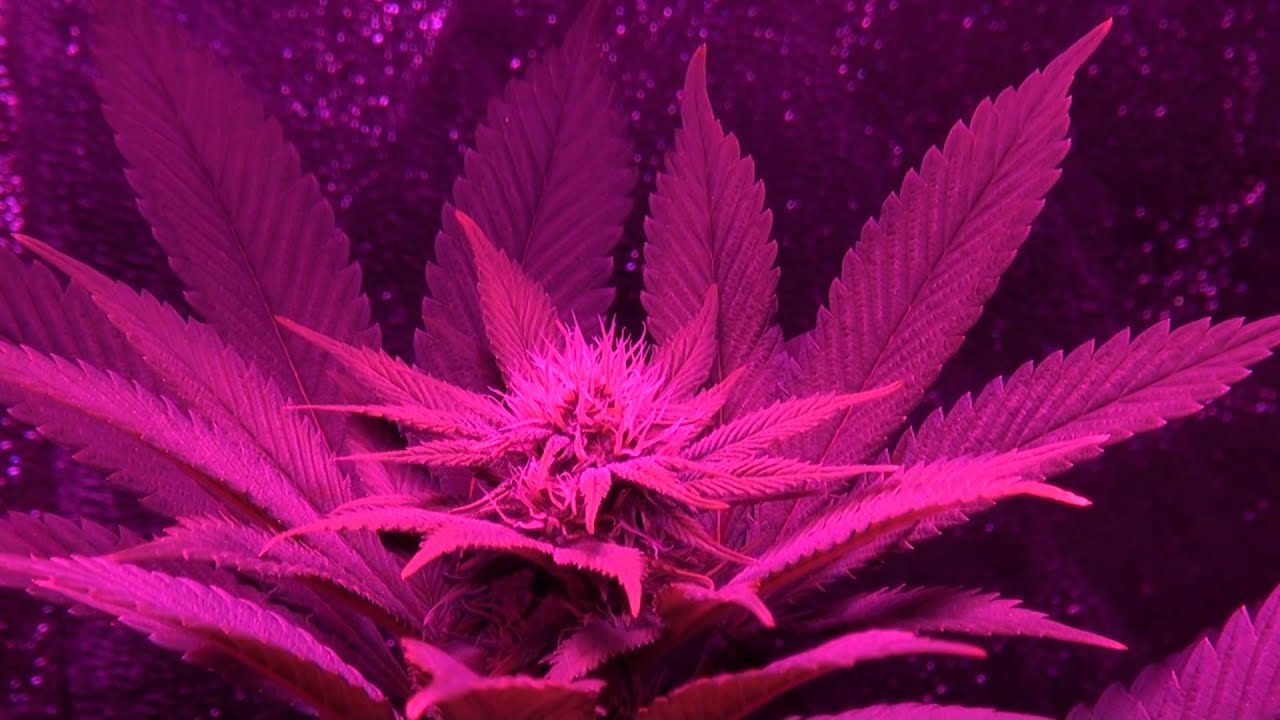 ULTIMATE LED TEST - Chrome 720w - Episode 3