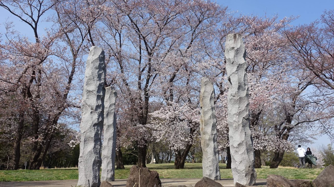 中川八幡山公園の桜 22年の見頃は 歩いてみたブログ