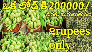 Custard Apple Business- జాగ్రత్త గా చేయాలే కానీ..లాభం లక్షల్లో..