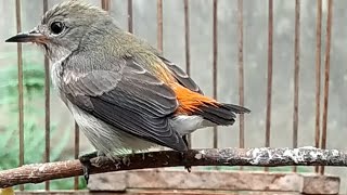 Suara Kemade BETINA Gacor , Terbukti Ampuh Untuk PIKAT Dan Memancing Bunyi Burung Cit KERES Jantan