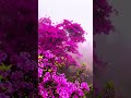 just feel it #englishsong #music #lofi #emotionalmusic #nature #flowers
