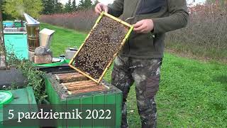 B35 - Buckfast o dużej higieniczności i odporności na warrozę - silne zdrowe pszczoły pawluk.net.pl